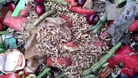 Black Soldier Fly Larvae In Compost Youtube