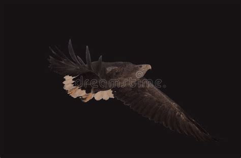 Eagle Black Flying Serious Full Size Isolated Stock Image - Image of ...