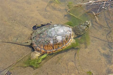 Turtles In Pennsylvania Species With Pictures Reptiles Time