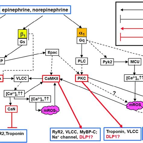 PDF Adrenergic Regulation Of Drp1 Driven Mitochondrial Fission In