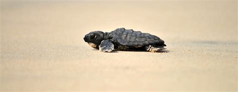 Boa Vista Turtle Watching Tour | musement