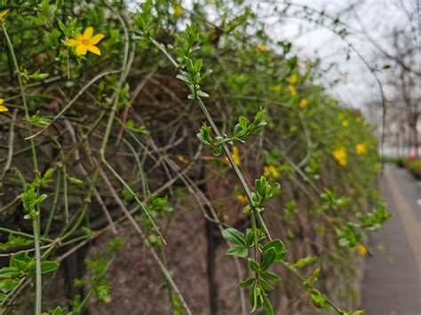 迎春花的种植方法和注意事项 花百科