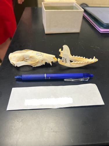 Mammalogy Lab Practical Flashcards Quizlet