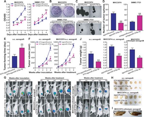 Mir‐378a‐3p Suppresses Hcc Cell Proliferation And Growth In Vitro And