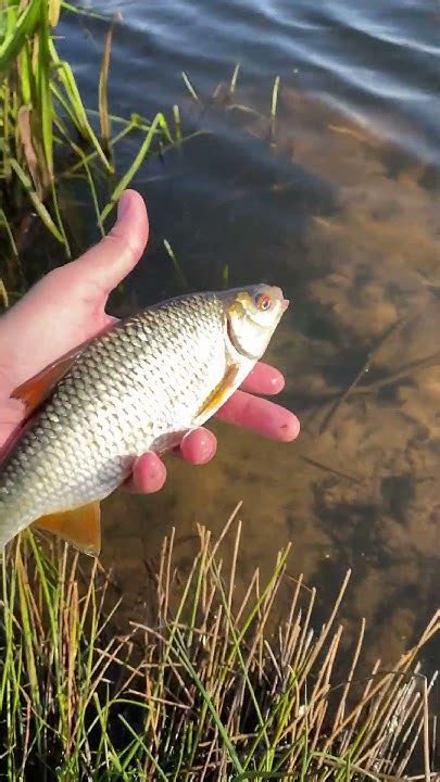 #fishing#fish#wędkarstwo#roach#plotka#youtube#youtubeshorts - YouTube