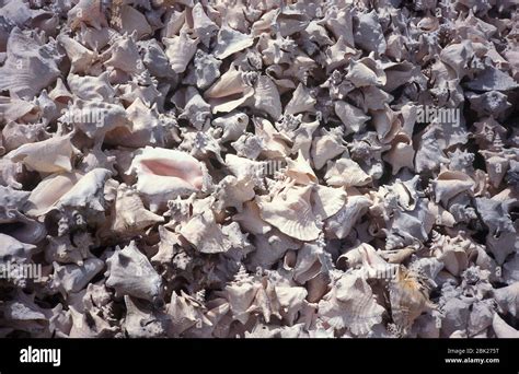 White Conch Shells Hi Res Stock Photography And Images Alamy