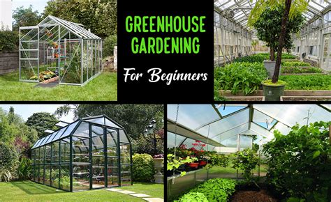 Greenhouse Growing Tips For Beginners Fasci Garden