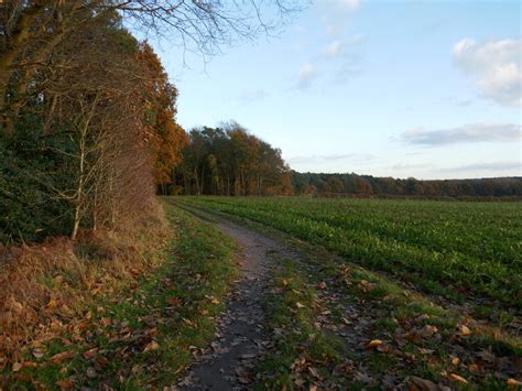 Bridleway Alongside Broadoak Brake Jonathan Thacker Cc By Sa