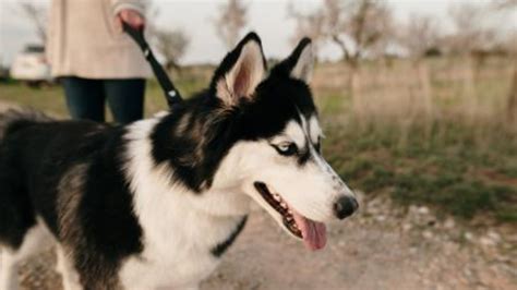 Motivos Para N O Ter Um Husky Siberiano