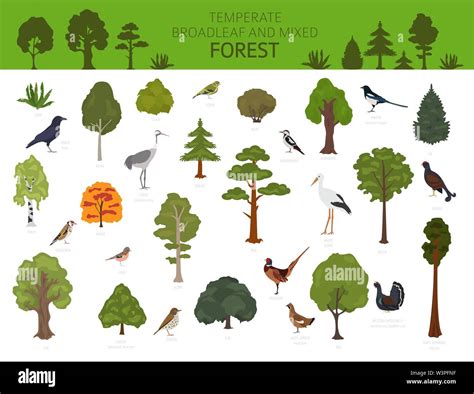 Temperate broadleaf forest and mixed forest biome. Terrestrial ecosystem world map. Animals ...