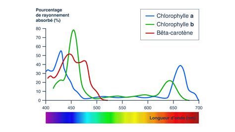 Chlorophylle A Et B Spectre Dabsorption