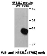 Nfe L E K Neweast Biosciences Gtpase Oncogene And Bioactive Protein