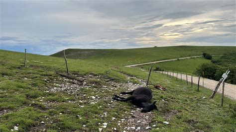 Forti Temporali In Appennino Strage Di Cavalli Al Monte Catria Colpiti