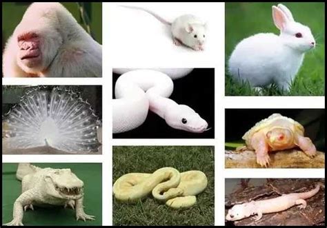 Albinism in Animals and Birds: How Common is Albinism in Animals?