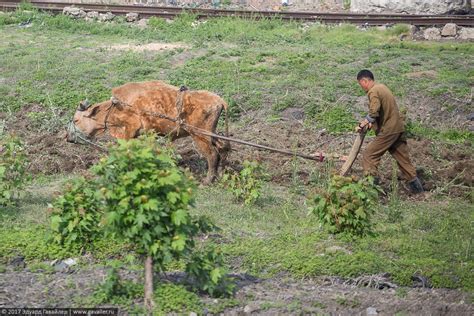 Жизнь в Северной Корее без прикрас - фотоблог о путешествиях