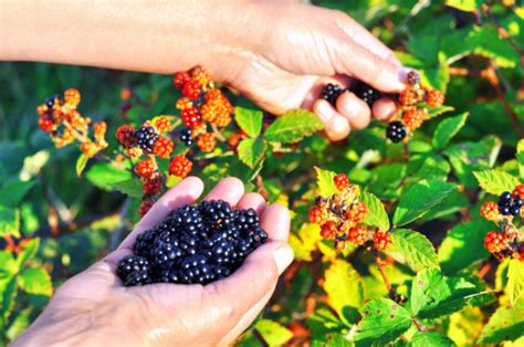 Brombeeren Pfl Cken So Machen Sie Alles Richtig