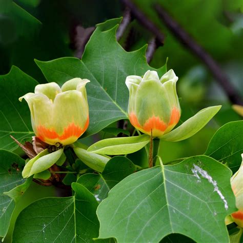 Tulip Poplar Flower