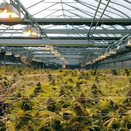 Fleurs De Cbd Green House Cultiv Es Sous Serre Naturel