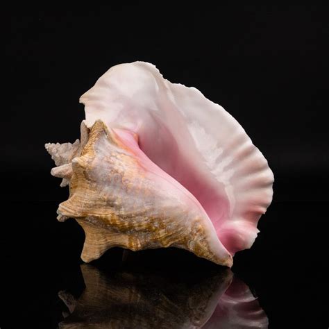 Astro Gallery Remarkable Oceanic Specimens Touch Of Modern Conch