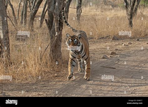 Machli tiger ranthambore hi-res stock photography and images - Alamy