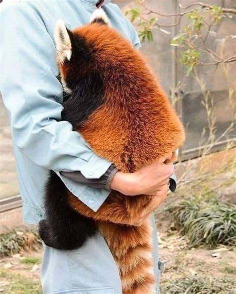 Pin By Attila Seress On B Ren Red Panda Cute Red Panda Red Panda Baby