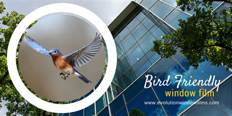 Bird Friendly Window Film Evolution Window Films