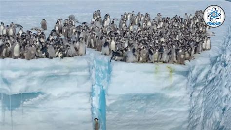 El Extraño Comportamiento Que Están Teniendo Los Pingüinos En La Antártida Alerta A Los