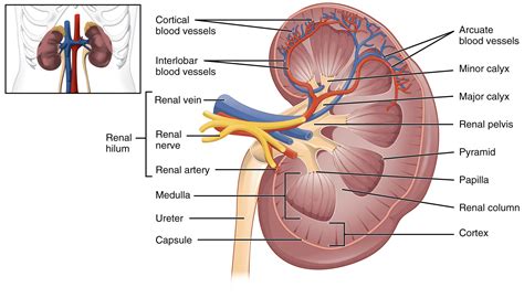 Anatomy and Physiology of the Urinary System – Medical Terminology: An Interactive Approach