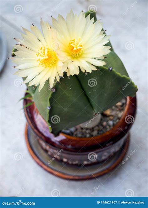 Green Cactus with White Flowers Stock Image - Image of macro, cactus ...