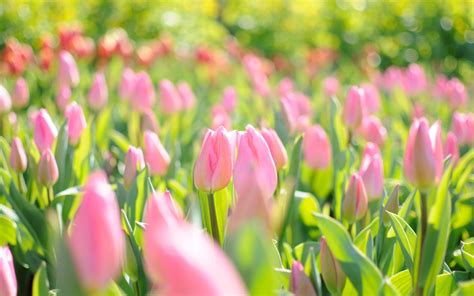 Papel De Parede Hd Para Desktop Flores Tulipas Escuro Ramalhete