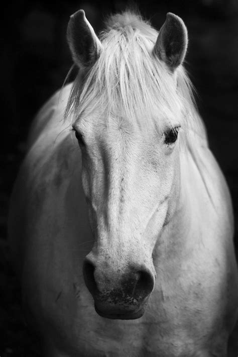 White Horse Wisdom - The Academy for Coaching with Horses