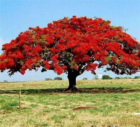 Pohon Flamboyan Penjelasan Morfologi Klasifikasi Fungsi Tani