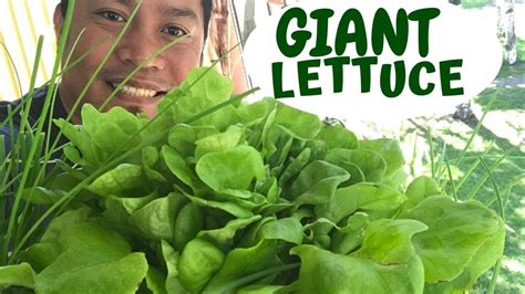 TAMANG PARAAN SA PAGTATANIM NG LETTUCE GIANT LETTUCE GROW