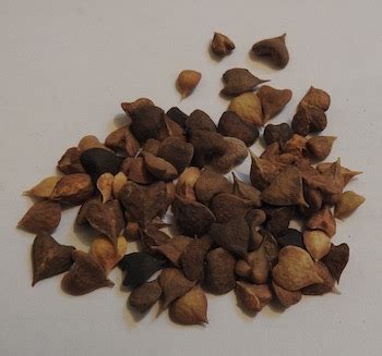 Boswellia serrata seeds | Strictly Medicinal Seeds