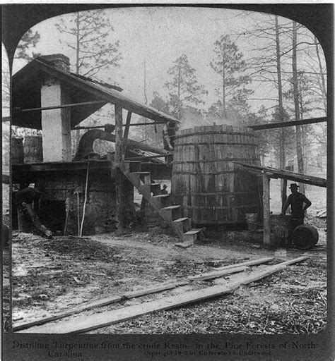 Turpentine Its Hard And Dangerous Work As The Photographs Reveal