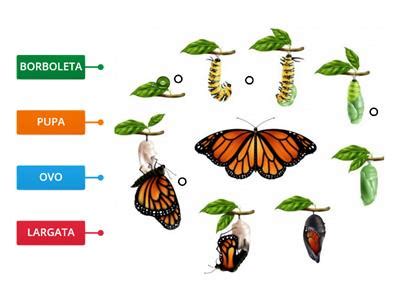 As 4 Fases Da Borboleta - Fases de vida da borboleta - Recursos de ensino