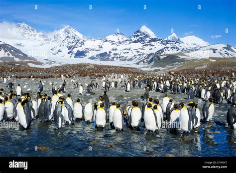 Penguins Antarctica Hi Res Stock Photography And Images Alamy