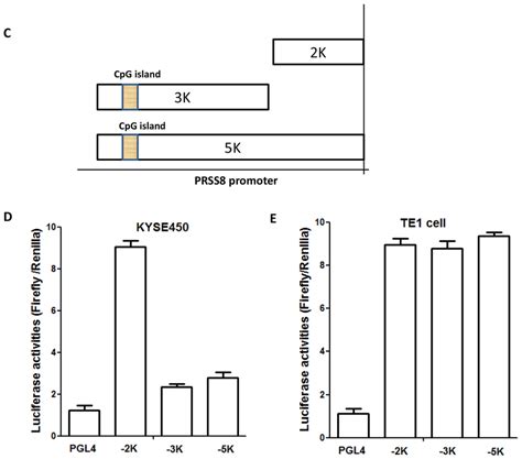 Continued Reduced Expression Of Prss Was Associated With