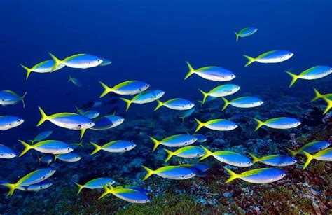 School Of Fish In Ocean