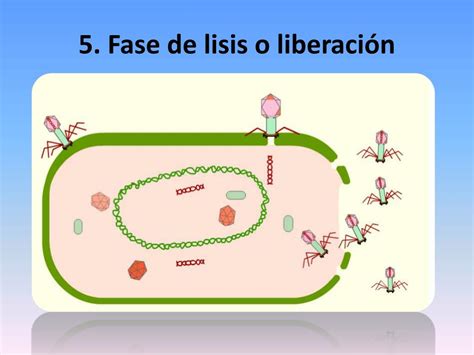 PPT Ciclos de replicación viral PowerPoint Presentation free