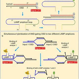 And Gating Of Colorimetric Readout Using Mx Lamp Osd Assays Ac