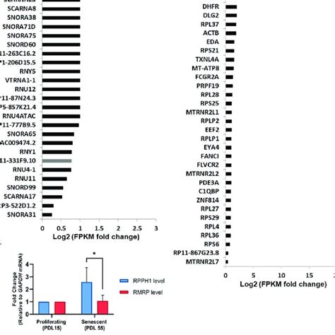 Mitochondrial Noncoding And Protein Coding Rnas Differentially