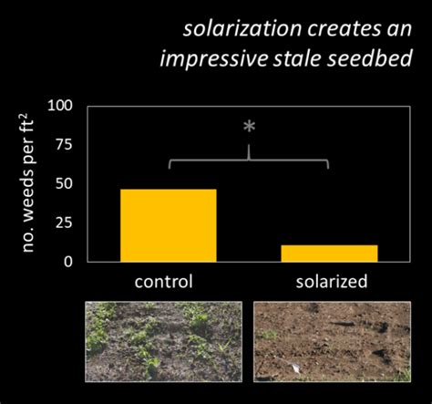 Reducing Weeds A 101 On Soil Solarization With Sonja Birthisel A