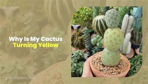 Why Is My Cactus Turning White Understanding The Causes And Solutions