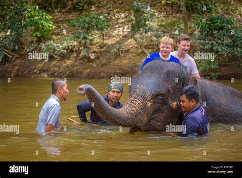 People bathing with a baby elephant Stock Photo - Alamy