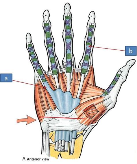 Anatomy Block Iii Wrist And Hand Flashcards Easy Notecards