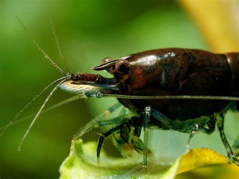 Neocaridina Davidi - Crustaceans - Macroclub.org