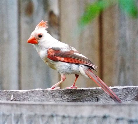 White Cardinal | Smithsonian Photo Contest | Smithsonian Magazine