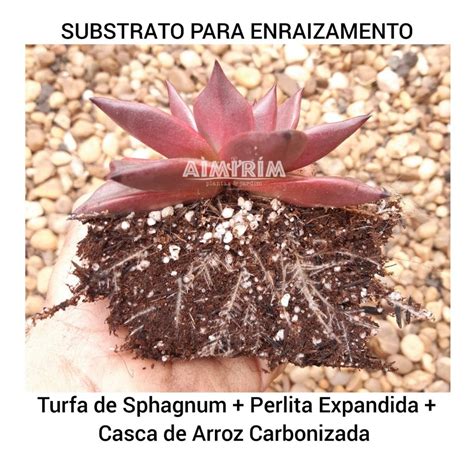 Turfa Perlita E Casca De Arroz Carbonizada Substrato Misto Para