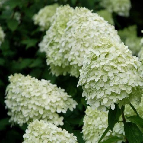 Skarain Hortenzija White Lady Hydrangea Paniculata C Kont